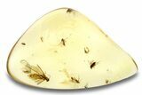 Polished Colombian Copal ( g) - Contains Insects! #264226-1